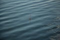 fishing on the river, fishing rod float on the surface of the water Royalty Free Stock Photo