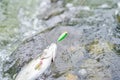 Fishing on river. hobby and sport activity. good catch. fly fishing trout. recreation and leisure outdoor. stalemate and