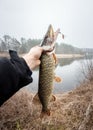 Fishing in the river. Open mouthed large pike in the fisherman`s Royalty Free Stock Photo