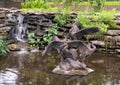 `Fishing Rock`, a bronze sculpture by Bob Guelich in the Forth Worth Botanic Garden, Texas. Royalty Free Stock Photo