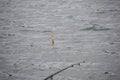 A fishing rod, a fishing rod with a cork or a float on a line in a lake. Close-up. A fishing rod is out of focus