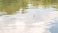 A fishing rod float on the surface of the water bites, fishing on a pond Royalty Free Stock Photo