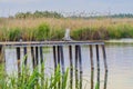 Fishing rod on a old pontoon Royalty Free Stock Photo