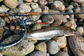 Fishing sea trout Royalty Free Stock Photo