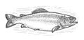 Trout, whole fish sketch isolated. Fishing, seafood concept. Hand drawn illustration in vintage engraving style