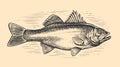 Hand drawn Sea Bass, whole fish, sketch in vintage engraving style. Fishing, Seafood concept. Vector illustration