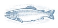 Trout, whole fish sketch isolated. Fishing, seafood concept. Hand drawn vector illustration in vintage engraving style