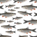 Fishing seamless pattern of fish. Background from chub fish isolated on white