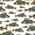 Fishing seamless pattern of fish. Background from perch fish isolated on white Royalty Free Stock Photo