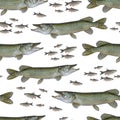 Fishing seamless pattern of fish. Background from pike and chub fish isolated on white Royalty Free Stock Photo