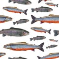 Fishing seamless pattern of fish. Background from trout salmon and arctic char fish isolated on white