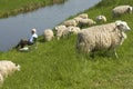 Fishing senior and herd of sheep Royalty Free Stock Photo