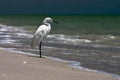 Fishing Shore Bird Royalty Free Stock Photo
