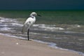 Fishing Shore Bird