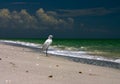 Fishing Shore Bird Royalty Free Stock Photo