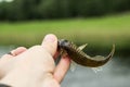 fishing,small fish ruff in the hand on shore