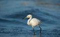 Fishing snowy Egret Royalty Free Stock Photo