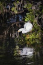 Fishing Snowy Egret - Sanibel Island, Florida Royalty Free Stock Photo