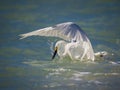 Fishing snowy egret with wings spread Royalty Free Stock Photo