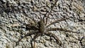 Spider on a rock