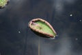 Fishing Spider standing on Curled Lily Pad Royalty Free Stock Photo