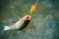 Fishing with spinning reel. Bass fishing. Concepts of successful fishing. Royalty Free Stock Photo