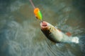 Fishing with spinning reel. Bass fishing. Concepts of successful fishing. Royalty Free Stock Photo