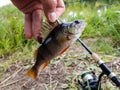 Fishing spinning on the river