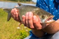 Fishing with a spinning rod and catching  Asp `aspius aspius` Royalty Free Stock Photo