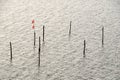 Fishing stakes Royalty Free Stock Photo