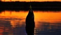 Fishing at sunset Royalty Free Stock Photo