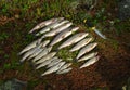 Fishing trophies - large grayling and trout Royalty Free Stock Photo