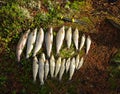 Fishing trophies - large grayling and trout Royalty Free Stock Photo