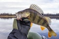 Fishing trophies. Perch in the hand of the angler. Royalty Free Stock Photo