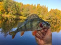 Fishing trophies on summer fishing - freshly caught perch, golden autumn season