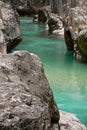 Fishing trouts in pure river soca in canyon gorge, julian alps, slovenia Royalty Free Stock Photo