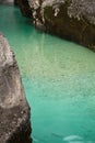 Fishing trouts in pure river soca in canyon gorge, julian alps, slovenia Royalty Free Stock Photo