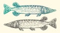 Pike fish isolated, side view. Fishing, vintage engraving, vector illustration