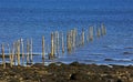 Fishing Weir Wood Poles