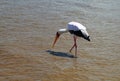 Fishing white stork in Nechisar National Park Ethiopia