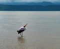 Fishing white stork in Nechisar National Park Ethiopia