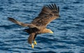Fishing White-tailed eagle.
