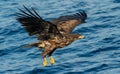 Fishing White-tailed eagle. Juvenile bird.