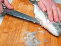 Fishmonger cleaning raw uncooked sea bream on wooden board with sharp knife. Scales on the board, belly cutting stage