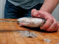 Fishmonger cleaning raw uncooked sea bream on wooden board with sharp knife. Scales on the board, belly cutting stage