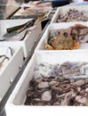 fishmonger with many fish and molluscs for sale Royalty Free Stock Photo