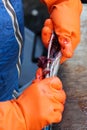 Fishmongers hands in orange gloves pulling the roe and guts out of a small fish. Gutting is a necessary part by the fish