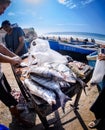 Fishmongers in Taghazout surf village,agadir,morocco 2 Royalty Free Stock Photo