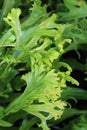 Fishtail Fern leaves, Microsorum punctatum, with drops of water