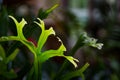 Fishtail fern or Microsorum punctatum growing wild in Australia Royalty Free Stock Photo